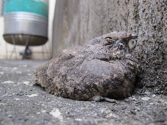 夜鷹保護色極佳，能混淆天敵視覺，即使在人工環境也難被發現，而表現得有點天然呆；但若發現外敵靠近，成鳥也會做出張嘴威嚇的模樣喔。王士豪/提供