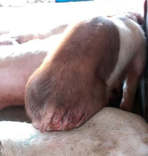 這隻豬被入侵牧場的流浪狗咬傷後，治療很久都難以痊癒。 蕭士塔/攝