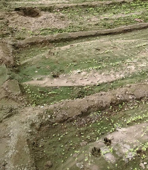 菜園被流浪狗踩踏破壞，狗腳印清楚可見，農民氣憤難消。  台南市動保處/提供