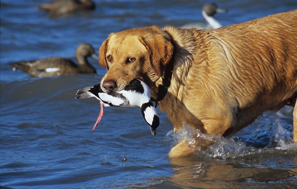 獵捕其實是狗的天性，尤其是生活於野外的流浪狗群更會集體狩獵。  取自網路