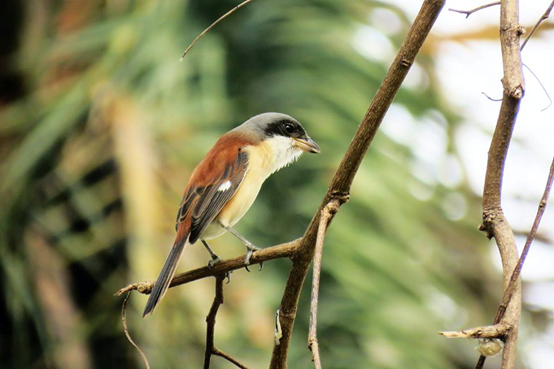 其實，不用透過擺設餵食誘拍，就能拍出自然的好照片！林昆海／攝