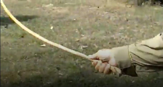 佈景餵食誘拍者持棍驅趕遛狗民眾的狗狗！瑭芯／攝