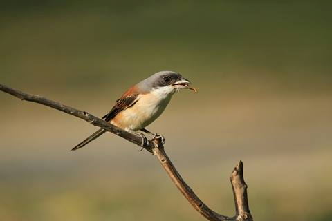 漂亮的鳥照，背後竟有著餵食誘拍的醜陋真相。（擺枝．鳥兒上枝頭，嘴上叼著麵包蟲）瑭芯／攝