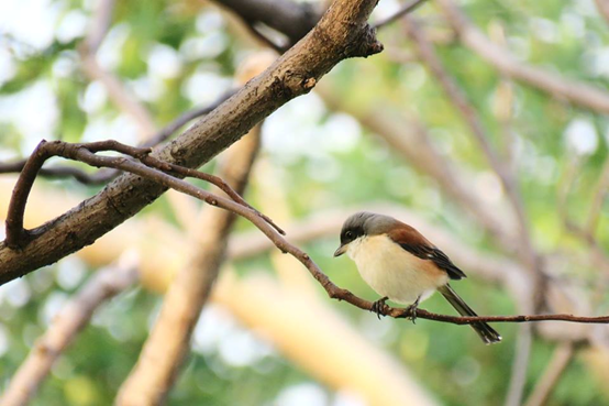 愛好自然的方式值得鼓勵，而不是讓少數攝影者以餵食、誘拍、剪枝並干擾育雛的群聚行為，去玷汙這美好的過程。林昆海／攝