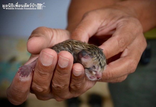 你看得出牠和一般初生街貓有什麼不同嗎？  取自thedodo.com
