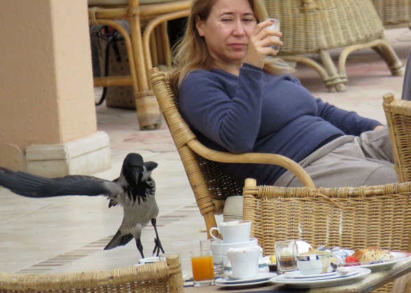 烏鴉趁著旅客用完餐後、飛到餐桌上找食物。蕭士塔/攝
