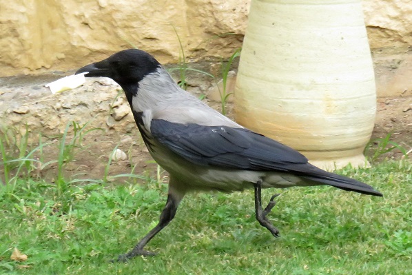 這隻烏鴉到旅客房間陽台找到未吃完的奶油,急忙找隱密的地方享用。蕭士塔/攝