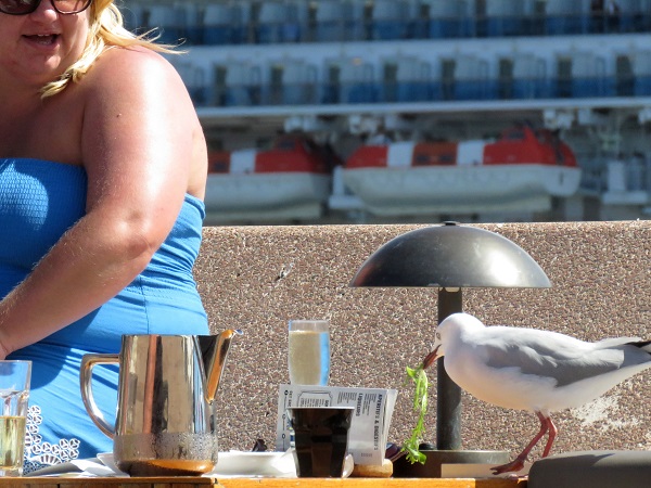 澳洲雪梨歌劇院旁,一名遊客的沙拉被海鷗偷走。蕭士塔/攝