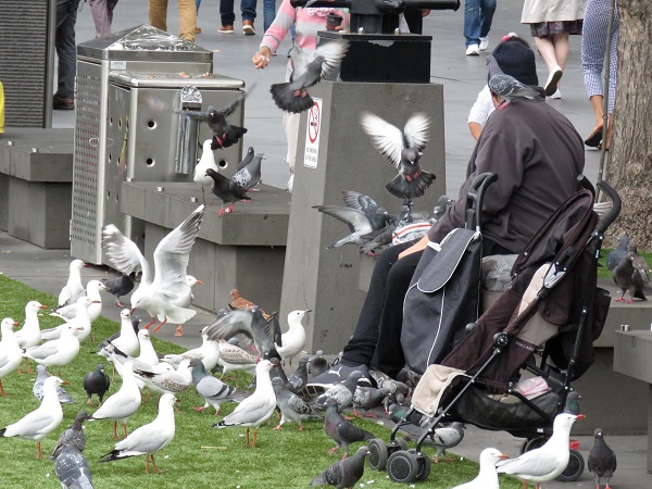 鴿子性情溫和,碰到海鷗搶食物只有敗陣而退。蕭士塔/攝