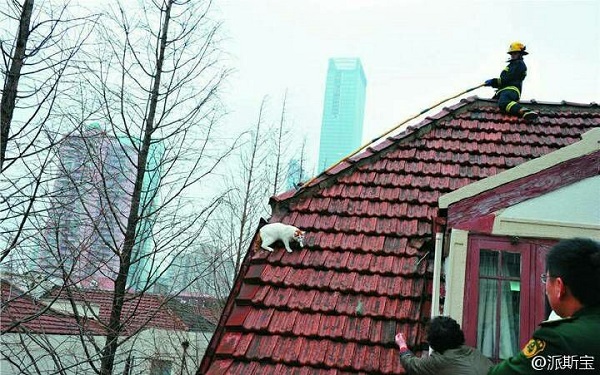 屋頂救貓，頗有難度的動保行動!  取自網路
