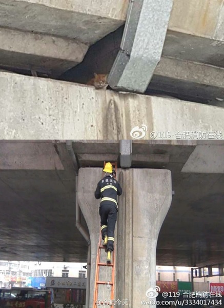 我爬我爬我往上爬!合肥的消防隊員從高架橋的縫隙中，救出貓咪。 取自網路