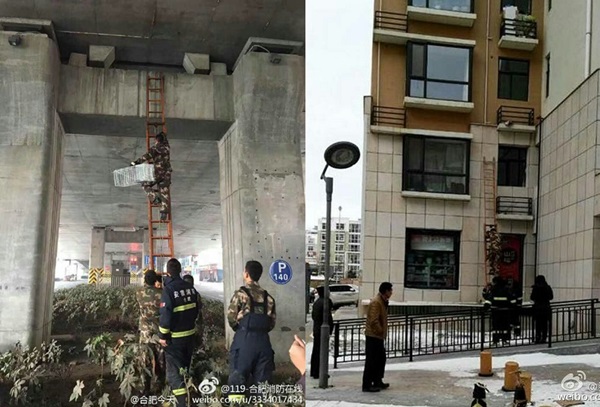 無論再高，也要達成救援任務，中國消防員如今成了動保戰士。 取自網路