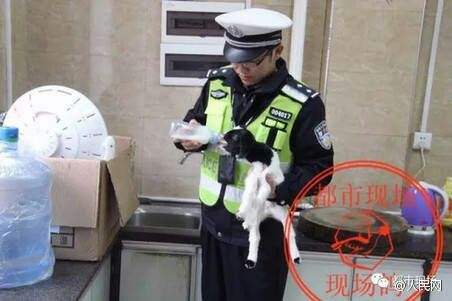 被交警帶回中隊的小羊，獲得妥適照顧，交警也扮演起動物保母。取自人民網