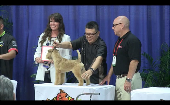 圖為台灣莊捷學老師勇奪㹴類犬大賽第二名。