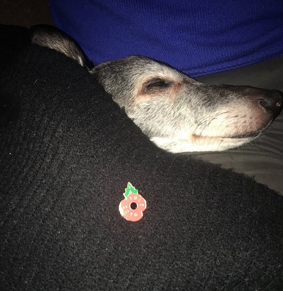 沃倫在英國時間11月12日的上午11點56分當天使去了,有關牠的最後一程仍會被世人傳頌。 取自Mark Woods臉書