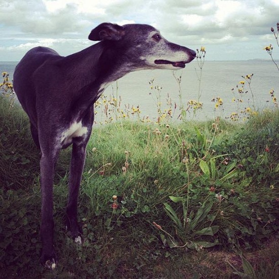 伍茲提醒飼主, 應珍惜身旁的毛孩,讓牠們都能像沃倫一樣帶著滿滿的愛去到天堂! 取自Mark Woods臉書