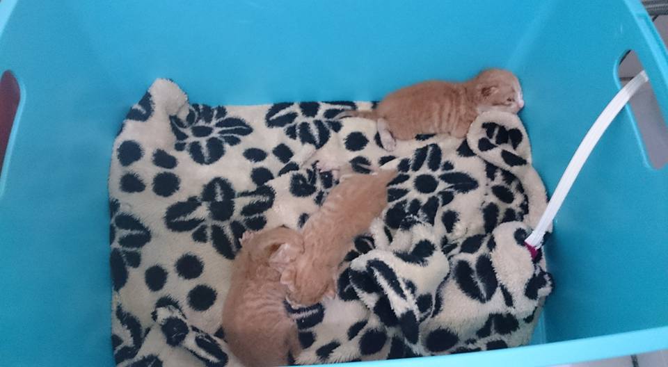 在睡眼惺忪的凌晨三四點，一隻隻催尿完後，把奶瓶塞到三張小嘴巴裡面，把三個小小的胃餵得飽飽的，然後拍嗝、再一次催尿和催便。