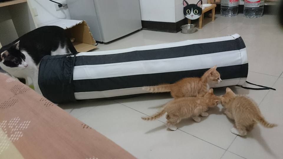 剛接手新貓時，必須與家中原有的舊貓隔離至少兩周，並且體內外驅蟲完成，最好是施打完預防針，再與舊貓接觸，避免傳染病的傳播喔。照片中的黑白貓是我養了三年多的寶貝兒子，名字叫作耳朵。