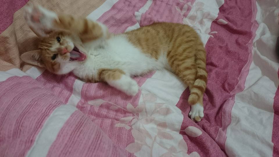 栗子燒還在我這裡中途，經歷了難纏的黴菌（終於治療好了，感謝老天），每天早晚需要點人工淚液的眼藥膏（跑了五間藥局才買到），保持眼睛濕潤，預防乾眼症及結膜炎。而且牠隱睪，之後也必須再安排手術處理，簡直是問題兒童啊。