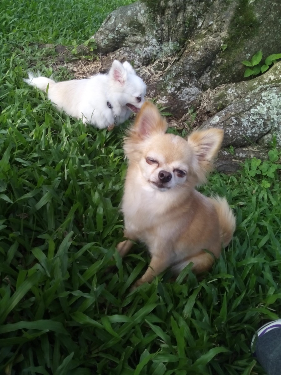 享受著跑跑過後的微風~~。   dog攝