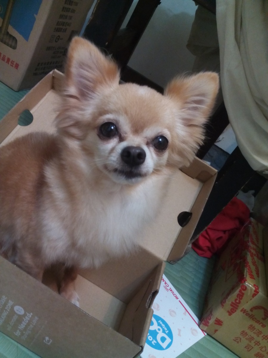 達比是個箱子控,不管紙箱籃子外出籠都硬要擠進去...小姐啊,我在整理房間挨...。  dog攝