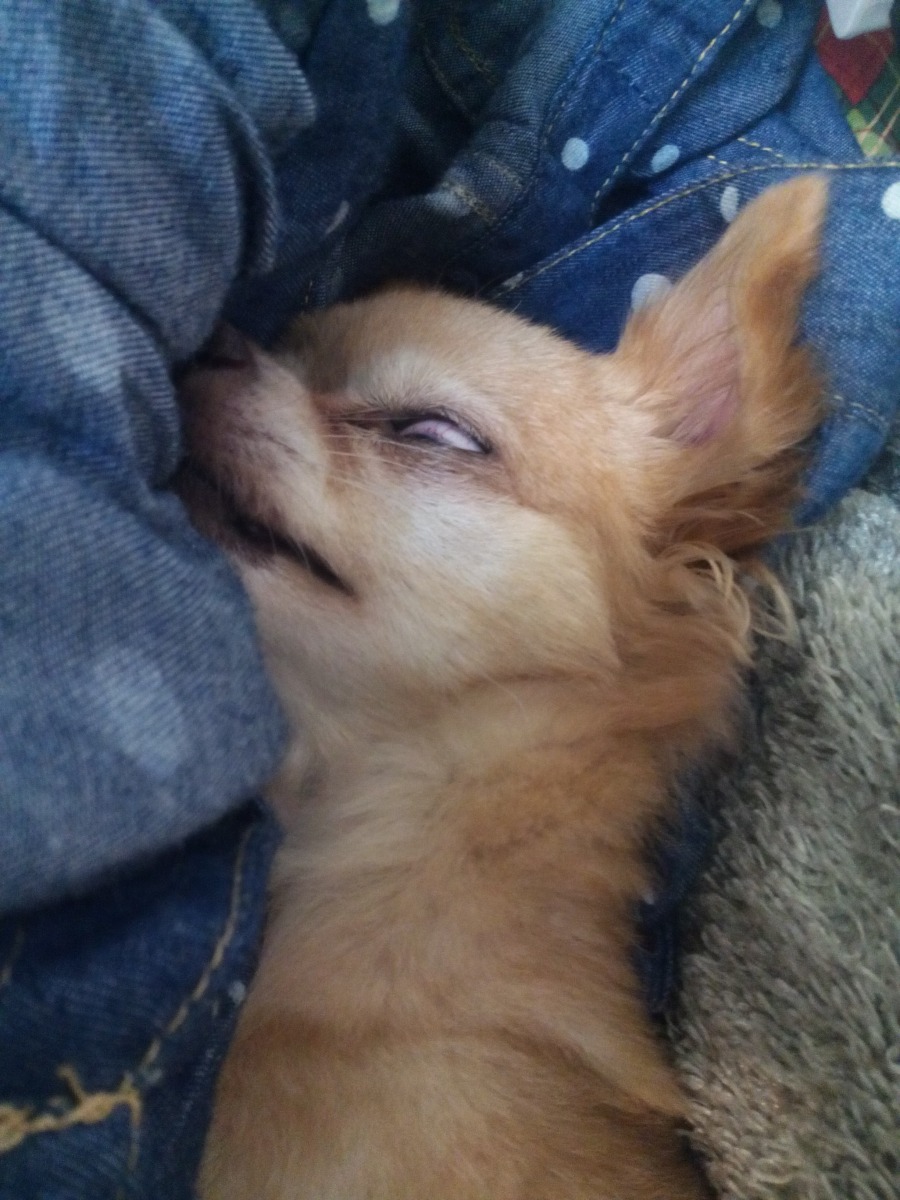 最後放張恐怖照XD。  dog攝