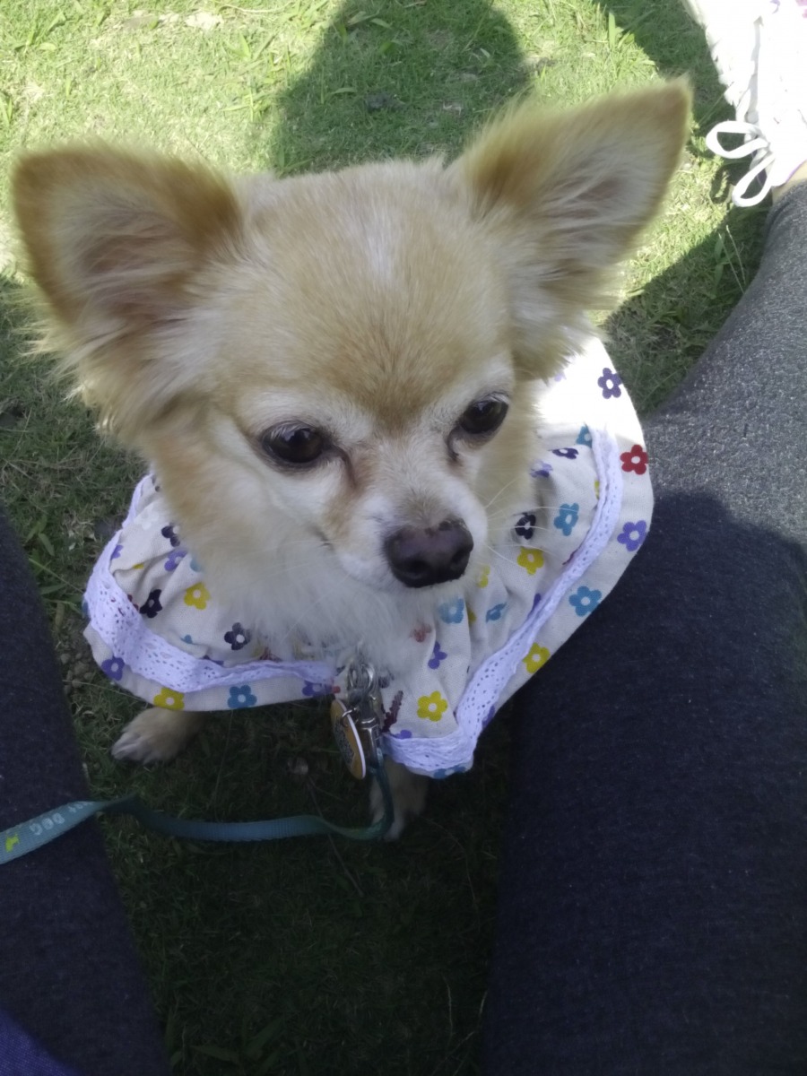 跟我出去一起參加活動的達比ˊˇˋ。  dog攝