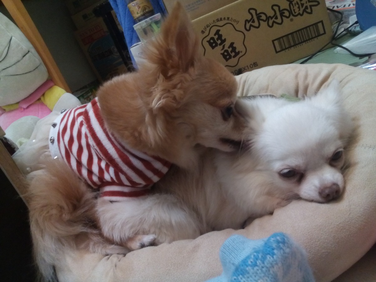 雖然也會吵架,不過平常感情很好,豬豬生病達比還整晚抱著豬豬舔她呢!!  dog攝