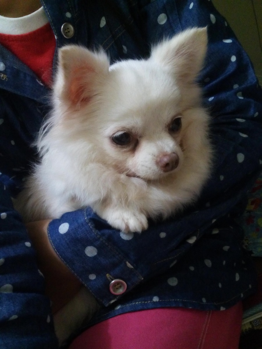 喜歡摸摸,不過只單純抱著不摸就會擺臭臉。  dog攝