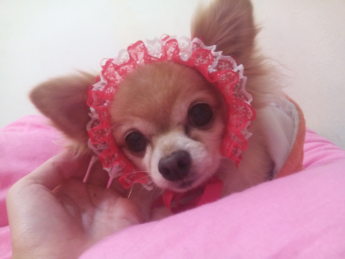 同時也是我的小女僕(誤)。  dog攝