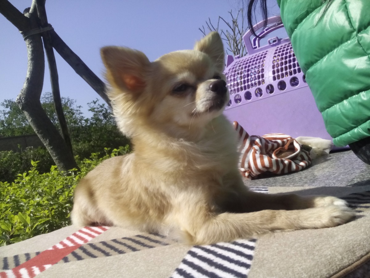 喜歡做日光浴的達比ˊˇˋ。  dog攝