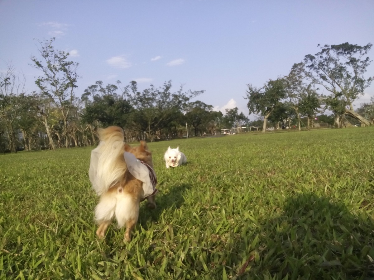 相會的牛郎與織女~~(誤)。  dog攝