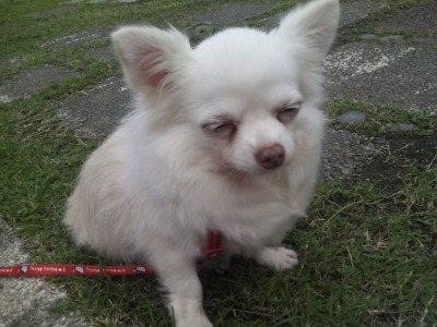 呆萌呆萌的小豬鼠><!!  dog攝