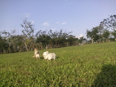 跑起來看起來更像兔子XD。  dog攝