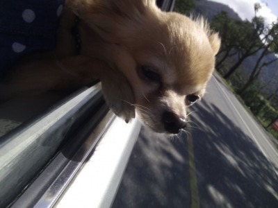 喜歡兜風的達比~ˊˇˋ。  dog攝