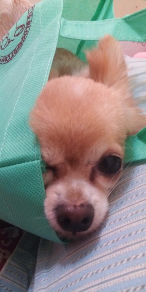 達比也是個袋子控,背包袋子後背包她都愛!!   dog攝