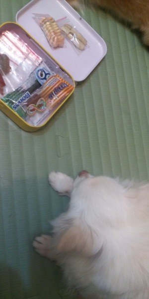 貪吃的豬鼠,整理零食的時候還不忘一直瞪達比...。  dog攝