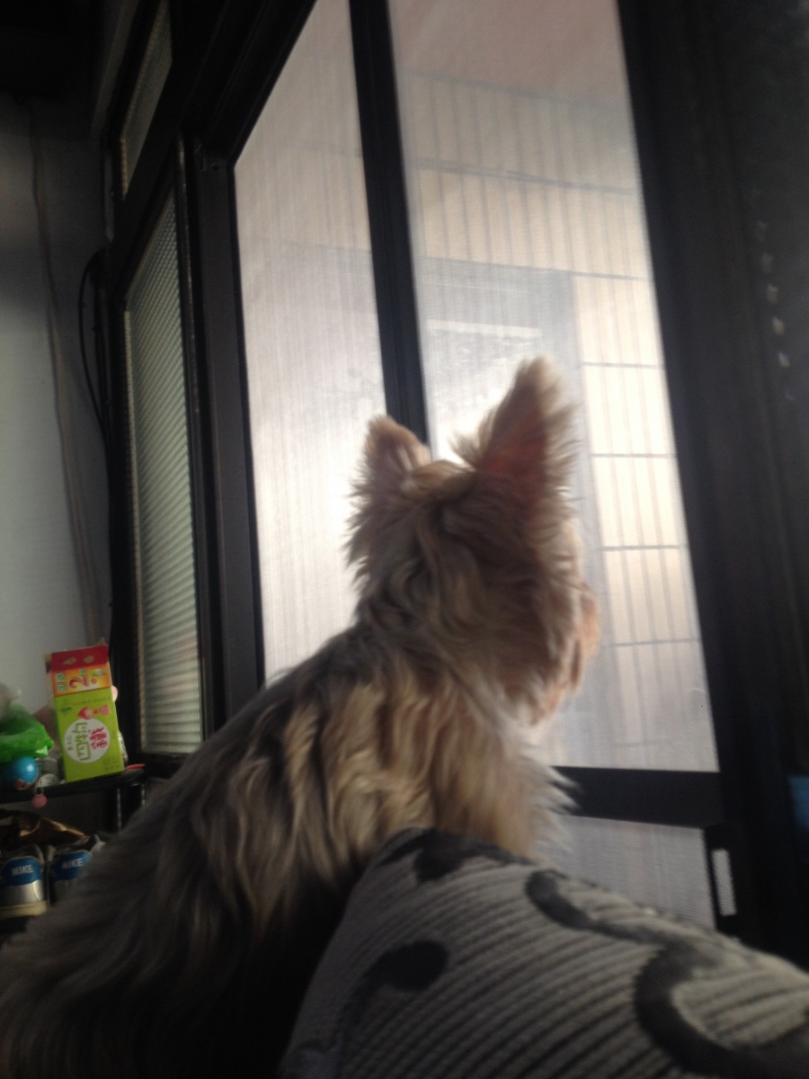 癡癡的望著媽咪回家