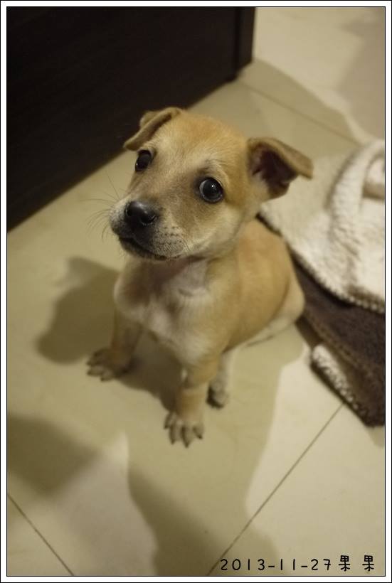 Jasper小時候在中途姊姊家