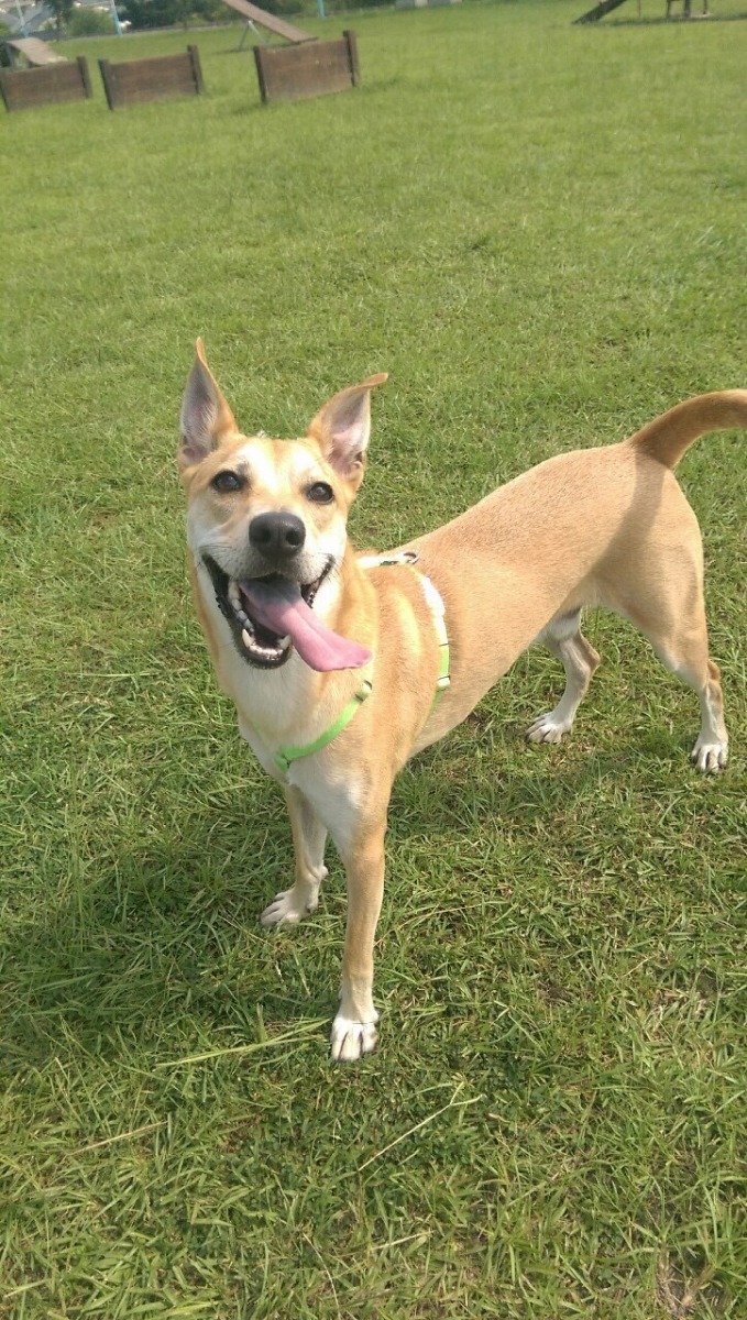 今年2歲的Jasper已經是個健康大男孩囉