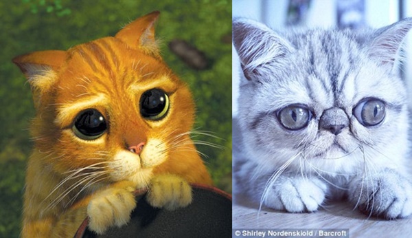 「史瑞克」電影裡的「鞋貓」,大眼超會放電,但天生大眼的赫爾曼小貓,被形容是一臉驚恐的表情。 取自dailymail.co.uk