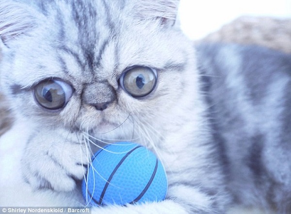 赫爾曼和女主人住在丹麥首都哥本哈根,牠就跟其他小貓一樣非常愛玩,特別是鞋帶和鞋子。取自dailymail.co.uk