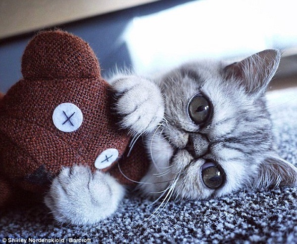 赫爾曼的大眼,被診斷為自發性水晶體異味,通常在老貓身上較易看到。取自dailymail.co.ukpg