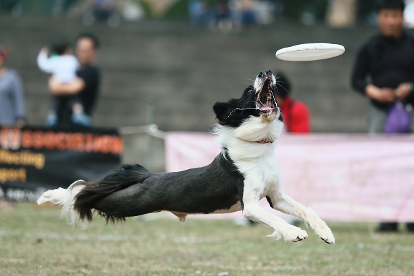 「TFDA台灣飛盤狗協會」台南分會會長許俊發是拍攝飛盤狗的行家。 許俊發/提供
