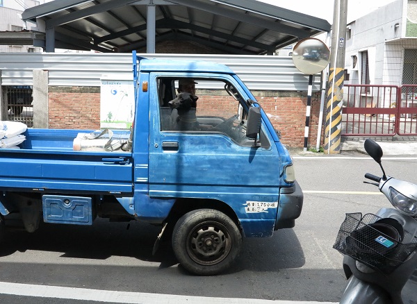 在鄉下地區大都以機車載運犬隻，小黑不但都是坐車，而且是和主人一起坐在車廂。蕭士塔/攝