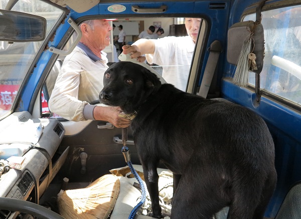 鳳梨農黃添旺領養小黑後即植入晶片、結紮，13年來，每年準時施打狂犬病疫苗，是標準的飼主。 蕭士塔/攝