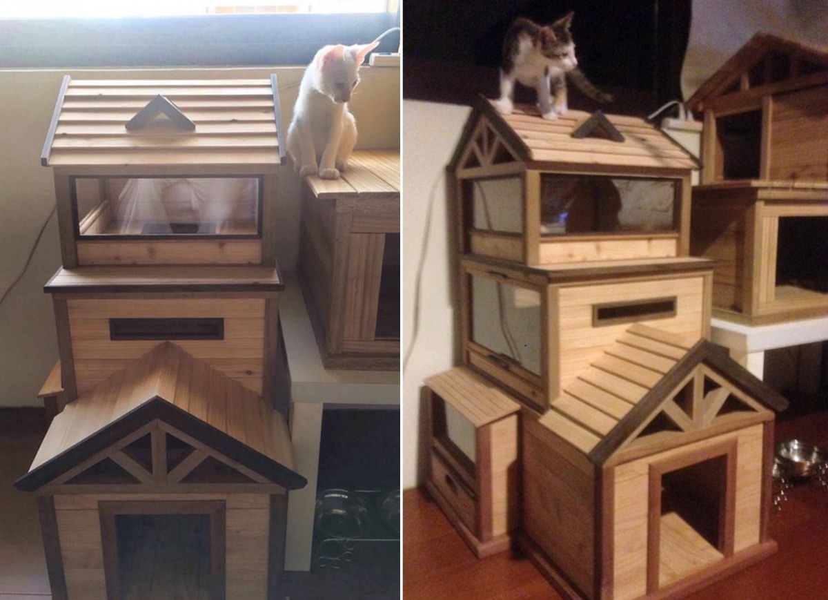 兩隻貓咪愛躲在貓屋裡，也愛跳上屋頂閒晃、曬曬太陽。　高久揚/提供