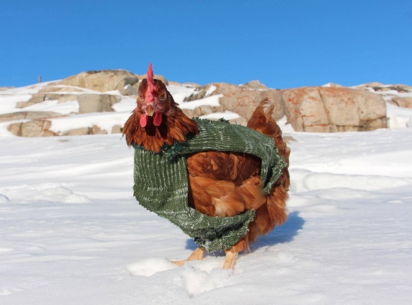 前進北極之前，莫妮可先在冰雪中留下這樣的英姿倩影。  取自網路