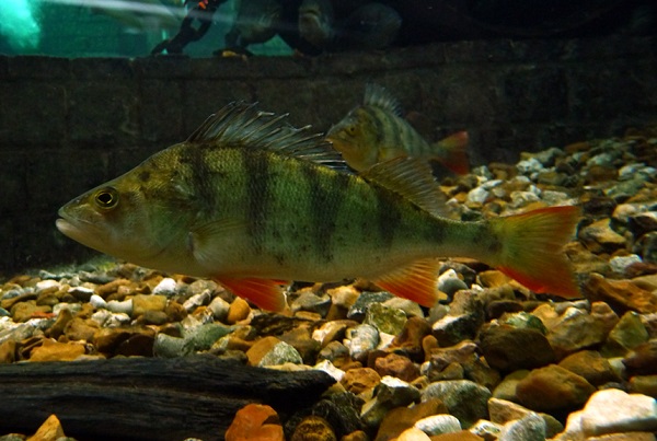 歐洲鱸魚。取自wiki