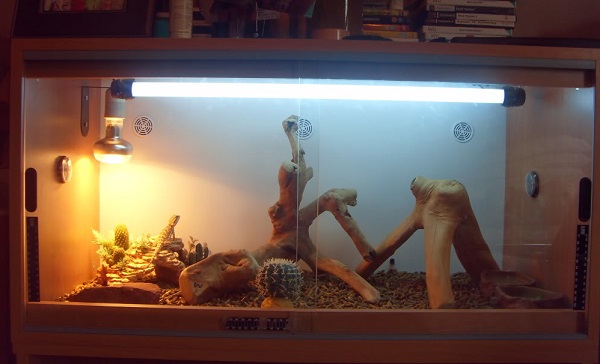 紫外線的照射對爬行動物很重要，昂貴的聚熱燈可以同時提供UVA及UVB。取自reptileforums.co.uk